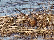 Picture/image of Virginia Rail