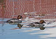 Picture/image of Common Goldeneye
