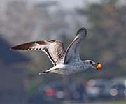 Picture/image of Ring-billed Gull