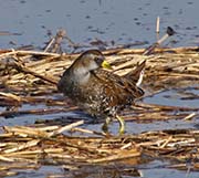 Picture/image of Sora