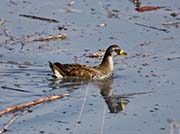 Picture/image of Sora