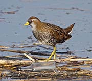 Picture/image of Sora