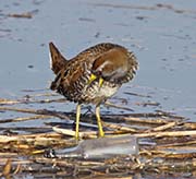 Picture/image of Sora