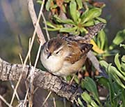 Picture/image of Marsh Wren