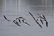 Picture/image of Black-necked Stilt