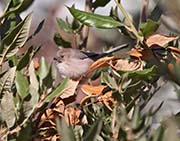 Picture/image of Bushtit
