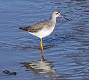Picture/image of Greater Yellowlegs