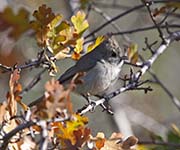 Picture/image of Oak Titmouse