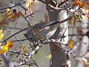 Picture/image of Oak Titmouse