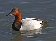 Picture/image of Canvasback