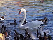 Picture/image of Mute Swan