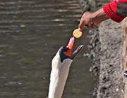 Picture/image of Mute Swan