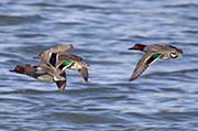 Picture/image of Green-winged Teal