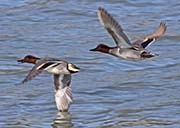 Picture/image of Green-winged Teal