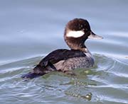 Picture/image of Bufflehead