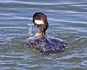 Picture/image of Bufflehead