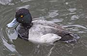 Picture/image of Lesser Scaup
