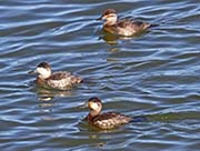 Picture/image of Ruddy Duck