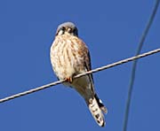 Picture/image of American Kestrel
