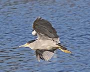 Picture/image of Black-crowned Night-Heron