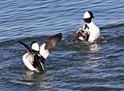 Picture/image of Bufflehead