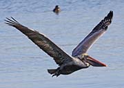 Picture/image of Brown Pelican