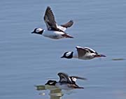 Picture/image of Bufflehead
