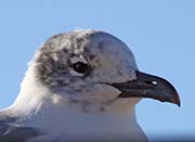 Picture/image of Laughing Gull