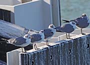 Picture/image of Laughing Gull