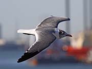 Picture/image of Laughing Gull