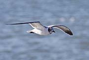 Picture/image of Laughing Gull
