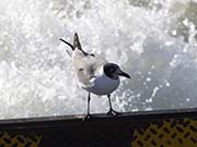 Picture/image of Laughing Gull