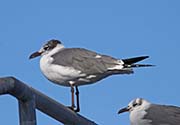 Picture/image of Laughing Gull