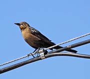 Picture/image of Great-tailed Grackle