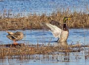 Picture/image of Mallard