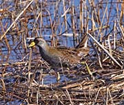 Picture/image of Sora