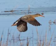 Picture/image of Ridgway's Rail