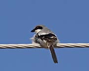 Picture/image of Loggerhead Shrike
