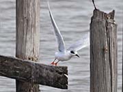 Picture/image of Roseate Tern