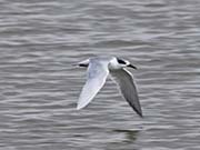 Picture/image of Roseate Tern