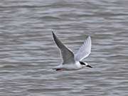 Picture/image of Roseate Tern