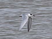 Picture/image of Roseate Tern