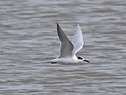 Picture/image of Roseate Tern