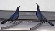 Picture/image of Great-tailed Grackle