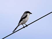 Picture/image of Loggerhead Shrike