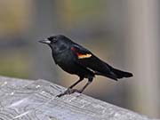 Picture/image of Red-winged Blackbird