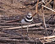 Picture/image of Killdeer