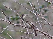 Picture/image of Eastern Phoebe
