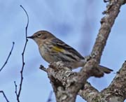 Picture/image of Yellow-rumped Myrtle Warbler