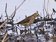 Picture/image of American Pipit